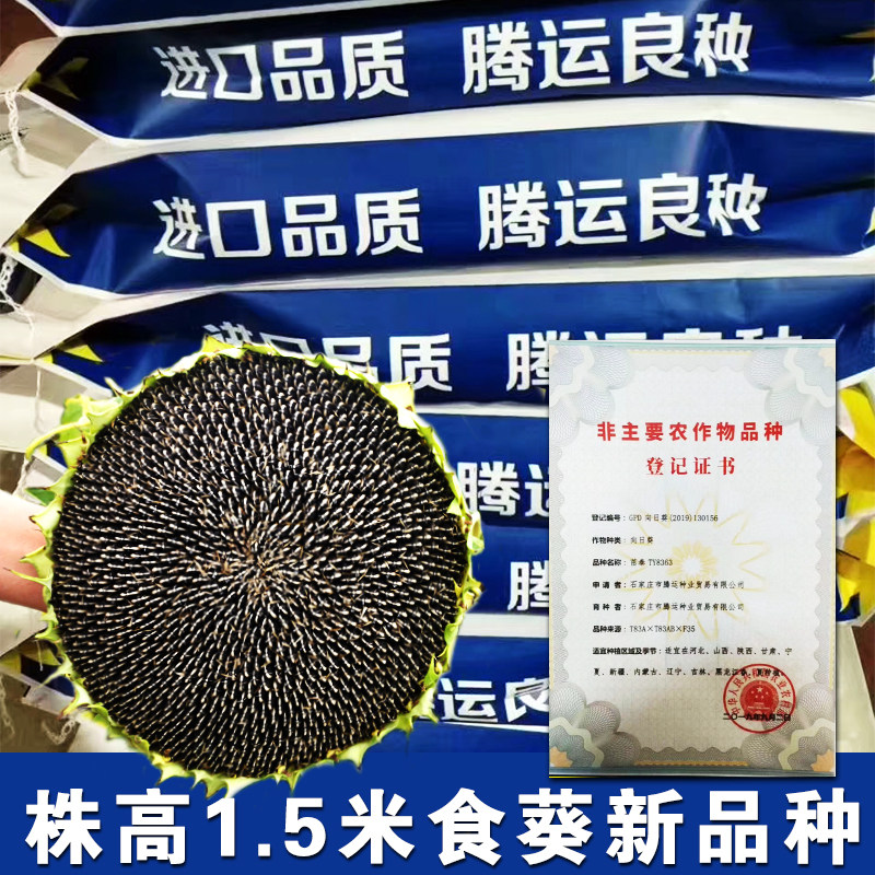矮杆向日葵种子1.5米高产瓜子油葵大粒食葵观赏太阳花春夏四季播