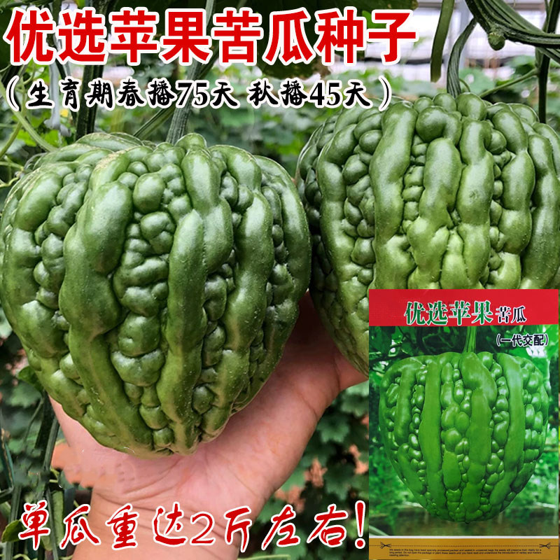 优选苹果苦瓜种子大顶苦瓜种籽春秋季苹果苦瓜子田园凉瓜蔬果种子