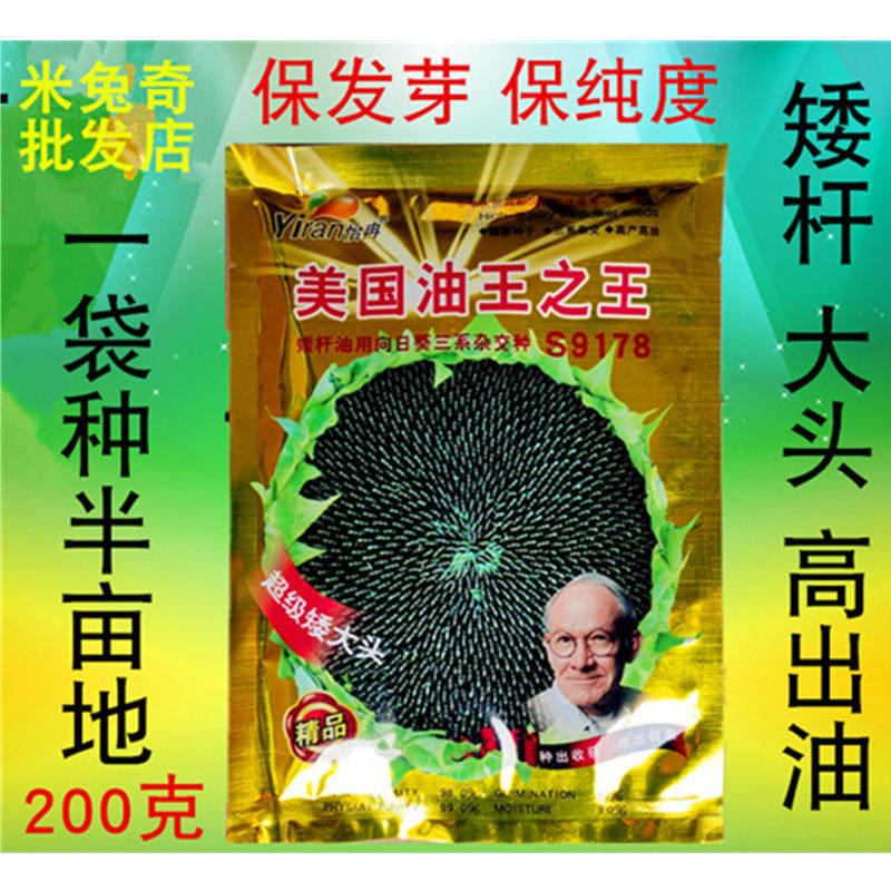 美国超级矮大头 油葵向日葵种子200g 矮杆大盘榨油食用葵花籽种孑