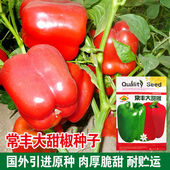 常丰大甜椒青椒种子甜椒种籽灯笼彩椒春季 辣椒籽大田专用种孑 秋季