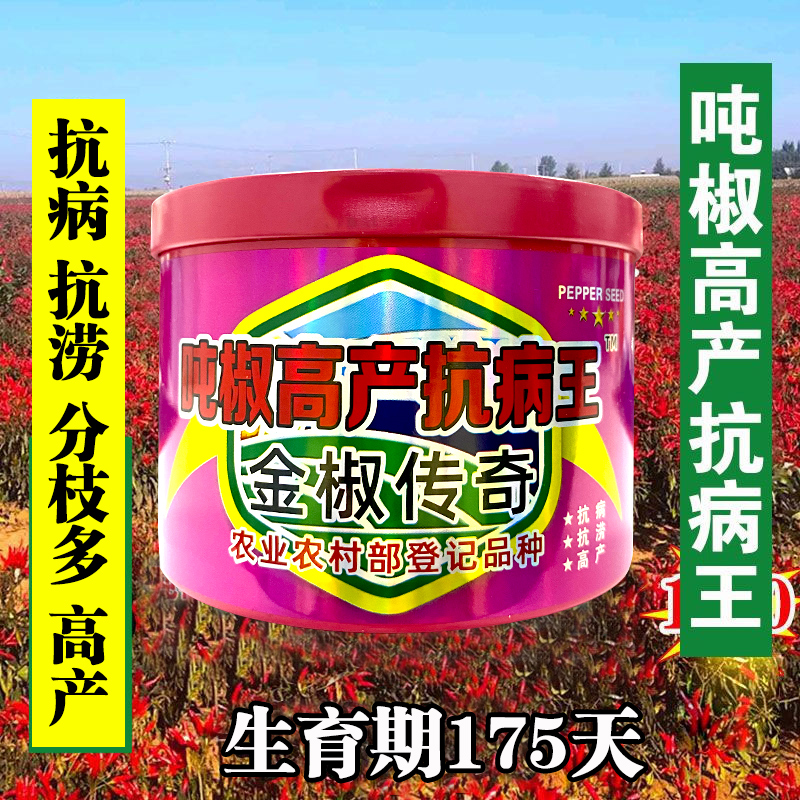 高产抗病原种辣味浓大田朝天椒