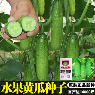 水果黄瓜种子节节瓜高产小黄瓜早熟旱黄瓜种子春秋四季蔬菜种子