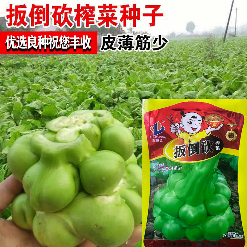 小叶榨菜种子四川特大榨菜
