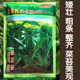 28K油青菜心王尖叶型菜心菜苔种子耐热耐湿春季高产早熟适应性广