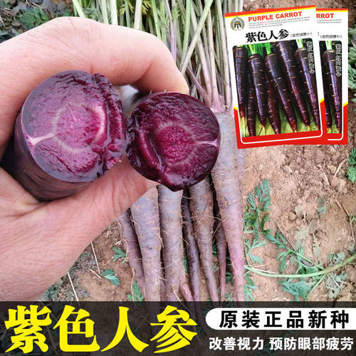 老紫人参秋播四季胡萝卜种子