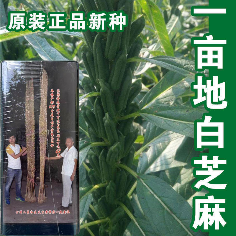 一亩地巨型种子黑芝麻白芝麻图片