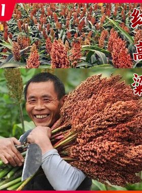 黄河红高粱酿酒抗旱五谷杂粮种子