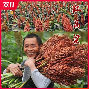 黄河红高粱种子酿酒高粱种籽红缨子高产矮杆抗旱大田甜五谷杂粮孑