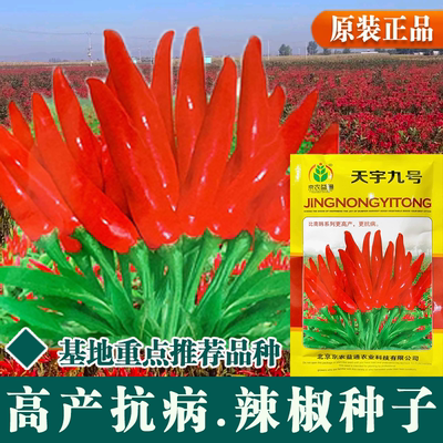 天宇九号比南韩辣椒更高产更抗病