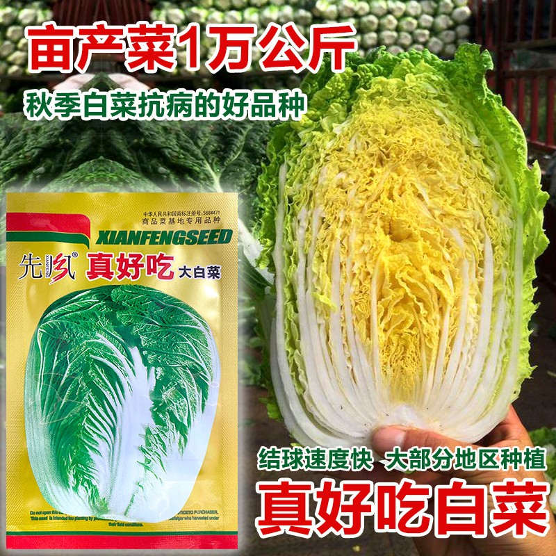 真好吃黄心大白菜种子