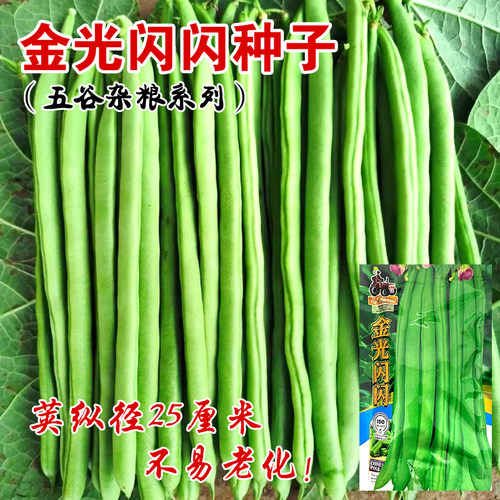 金光闪闪小金豆种子芸豆眉豆蔬菜