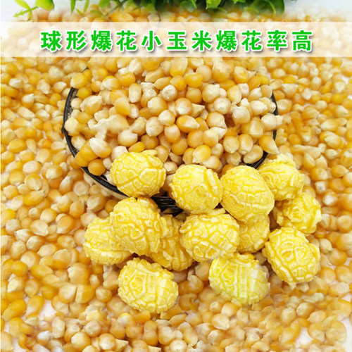 斯达爆6号爆花玉米种子春夏爆裂