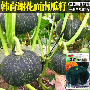 谢花面南瓜种子老品种东北窝瓜种籽肉厚甜面绿皮黄肉瓜果种孑籽种