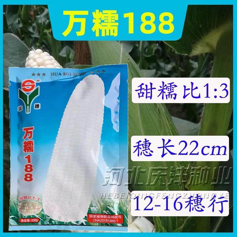 万糯188甜加糯白糯玉米种籽大棒高产大田用鲜食玉米春夏播种苞谷