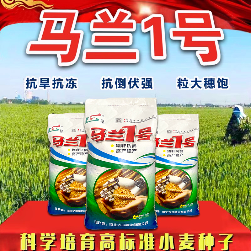 高产小麦种子马兰一号新品种