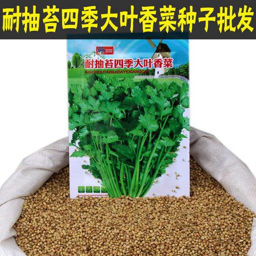 老香菜种子大全农家夏秋季香菜籽