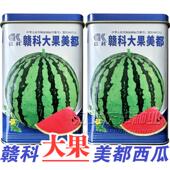 美都西瓜种子早熟皮薄耐裂耐旱少籽超甜冰糖麒麟西瓜种籽麒麟西瓜