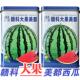 美都西瓜种子早熟皮薄耐裂耐旱少籽超甜冰糖麒麟西瓜种籽麒麟西瓜