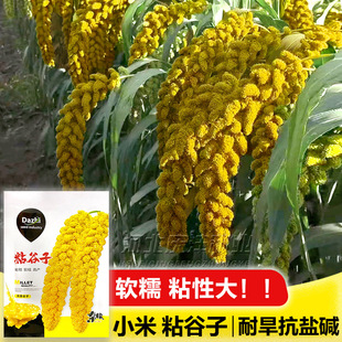 小香米种子粘米种籽鸟不叼吨谷王香粘谷子种子抗鸟害酿酒包粽子糯