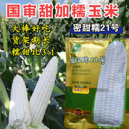 合丰甜糯21号白糯玉米种子高产