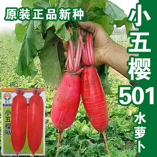 小五樱501水萝卜种子红萝卜种籽红皮白肉萝卜籽四季播蔬菜种孑籽
