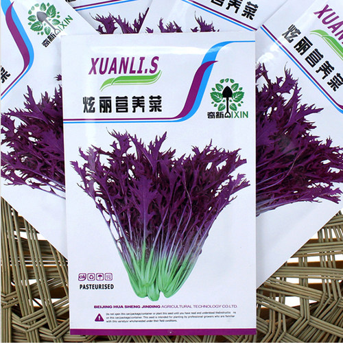 紫叶雪里蕻种子紫金营养菜用芥菜