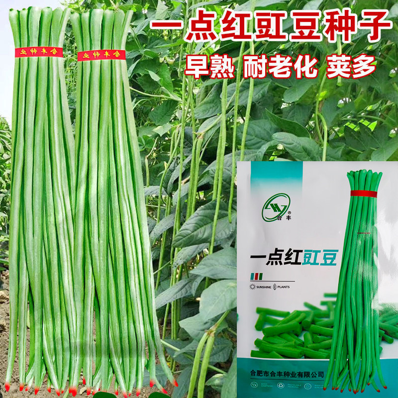 一点红豇豆种子豆角种籽图片