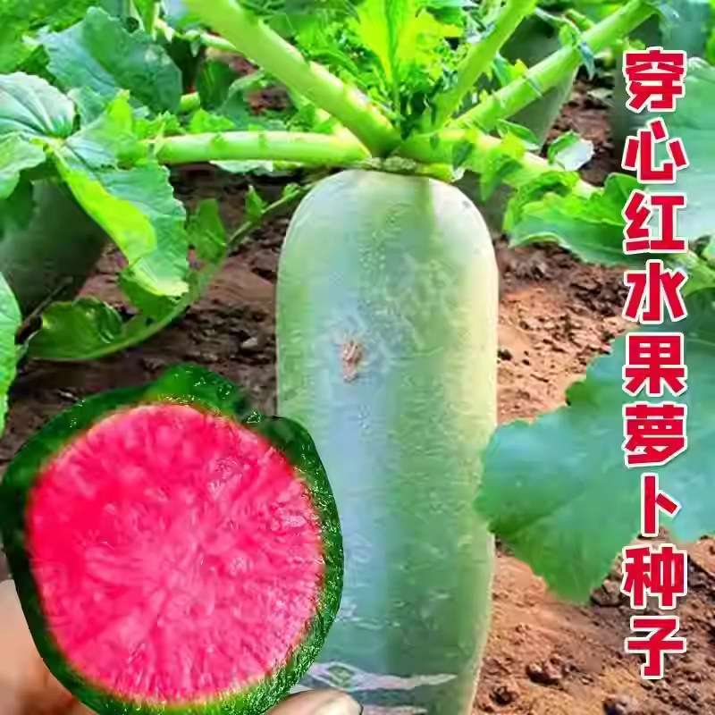 穿心红萝卜种子籽凤梨水果萝卜种子紫色红心籽种蔬菜种籽秋季菜籽