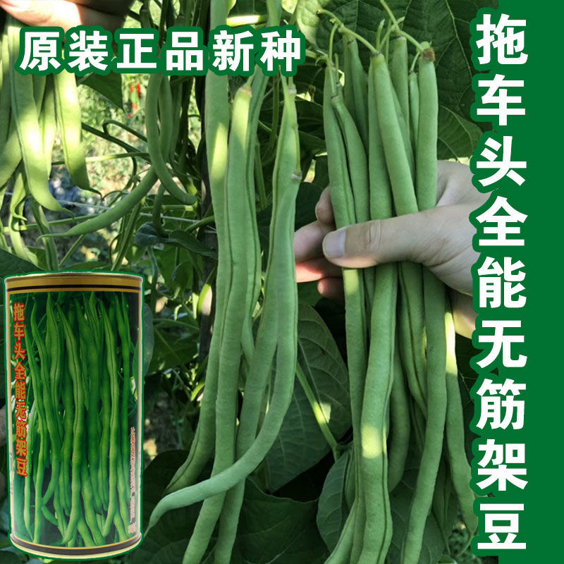 高产无筋架豆王种子泰国特长架豆绿芸豆农家春季四季种植蔬菜籽