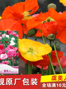 春播花种虞美人混色红色花籽花卉种子观赏花卉阳台庭院盆栽丽春花