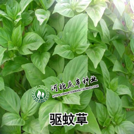 室内绿植盆栽神奇驱蚊香草驱蚊草苗种子蚊净香草夏天不再怕蚊子咬