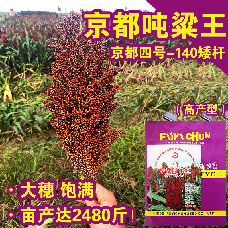 京都吨梁王矮杆红高粱种子酿酒用高粱种子抗倒伏抗鸟害大田高产