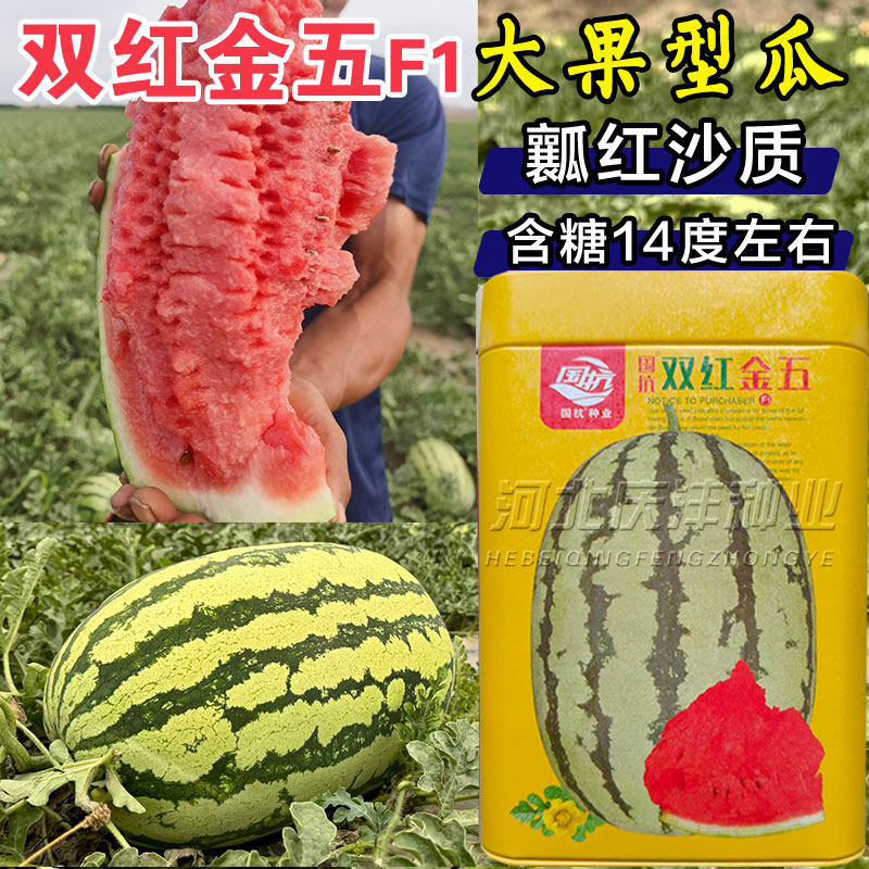 双红金五西瓜种子瓤红沙质高产耐裂耐重茬西瓜种籽特大果花皮瓜