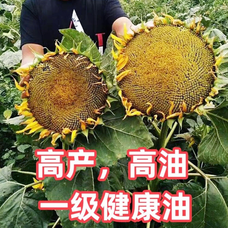 矮大头油葵种子美国矮大头油葵榨油专用大田基地孑抗倒伏葵花籽
