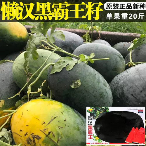 Ленивый черный повелитель арбуз супер сладкий четыре сезона черный повелитель черный красавиц гигант арбуз