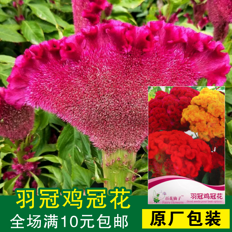 羽冠头状鸡冠花种子景观阳台播种
