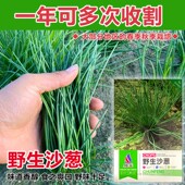 野生沙葱种子耐旱耐寒四季 韭葱胡葱小葱种籽盆栽阳台种菜蔬菜种孑