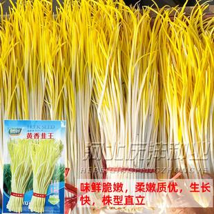 四季韭黄种子黄韭菜籽耐低温弱光高产农家大田黄心韭菜秋冬蔬菜子