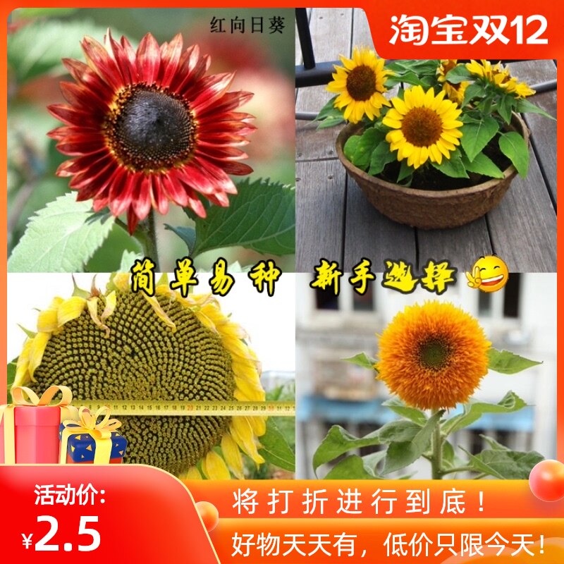 矮向日葵种子观赏重瓣食用太阳花葵花籽室内阳台盆栽庭院四季花卉