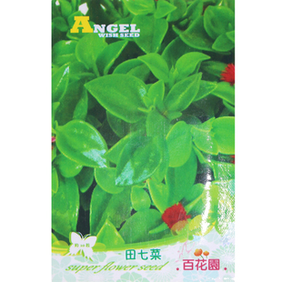 田七菜种子春季蔬菜种子三七菜阳台庭院四季播种 特色菜 凉拌炒食