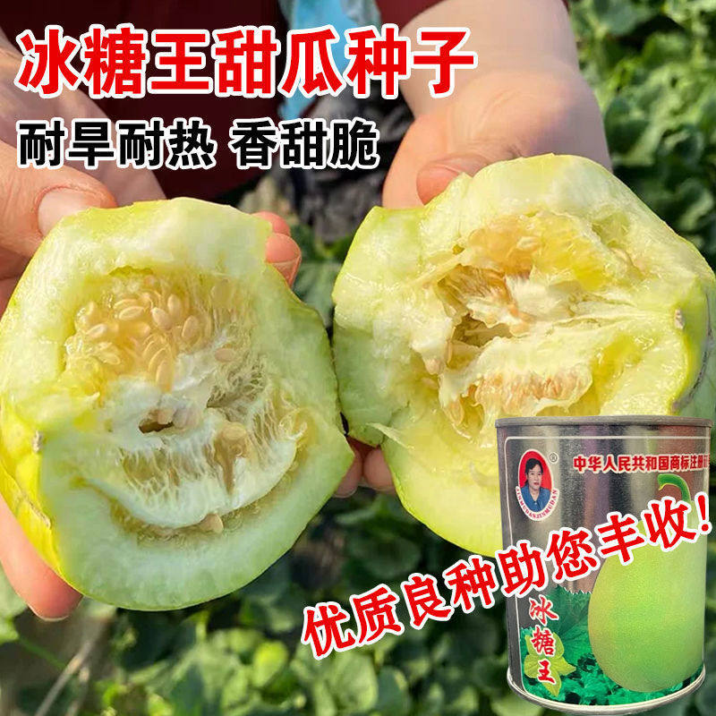 冰糖王甜瓜种籽特大香瓜种籽春季四季种孑基地水果种子超甜香瓜籽