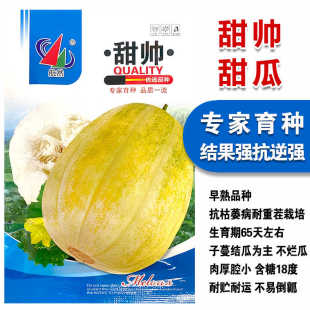 黄甜瓜水果种子嘎嘎甜东北香瓜种子春秋易种含糖量高农家老品种