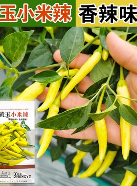 香辣小米椒种子四季高产特辣朝天椒野山椒种子泡椒黄色辣椒种子