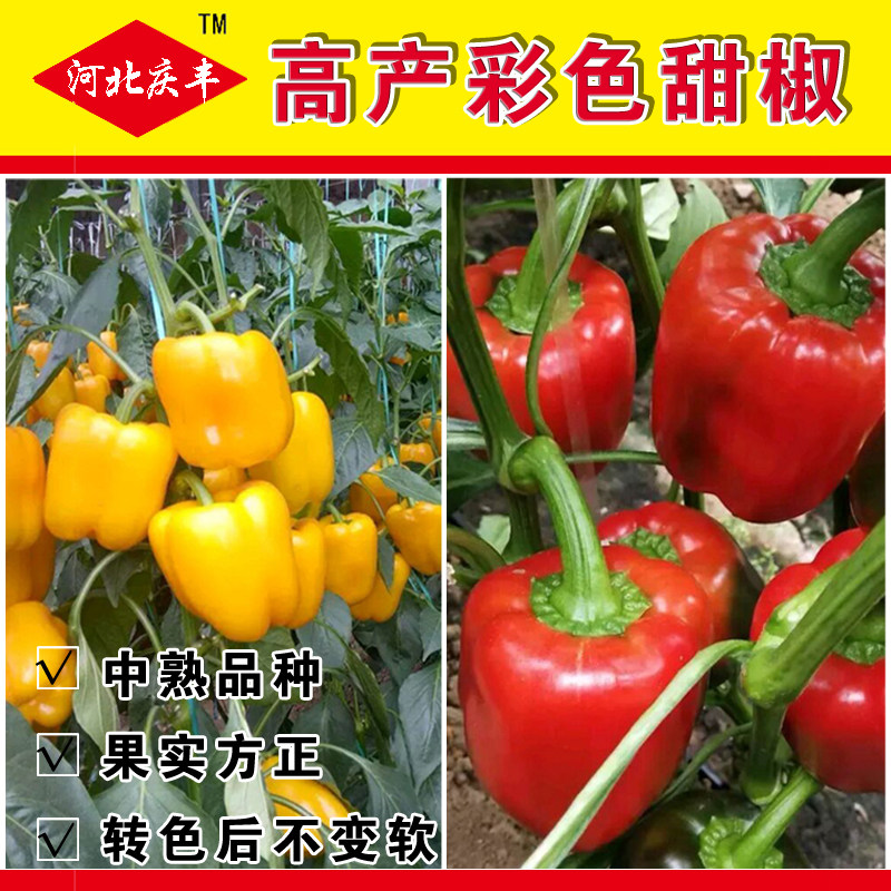 黄甜椒春季红色方甜椒种子红圆椒灯笼椒方椒太空椒方高产四季大棚