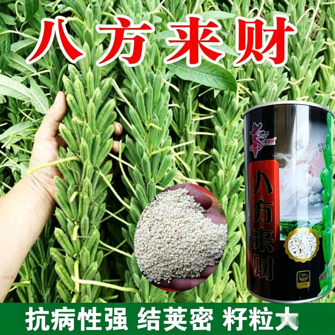 八方来财芝麻种子高产高油白芝麻黑芝麻种籽八棱芝麻抗病抗倒伏