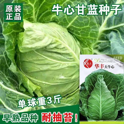 种子菜园春季牛心甘蓝