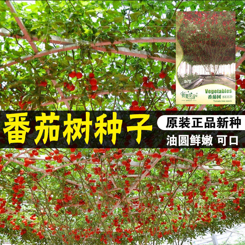 番茄树种子 辣椒树番茄种子小番茄西红柿种子西瓜蔬菜种子四季播