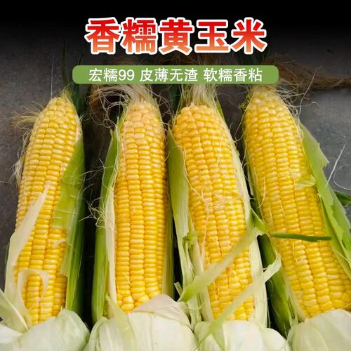 新籽东北黏玉米种子宏糯99正宗甜加糯春季东北粘苞米种子真好吃