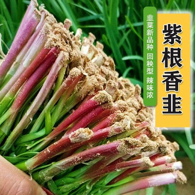 紫根韭菜种子小细叶土种籽红根农家本地小菜根种仔独根红苗