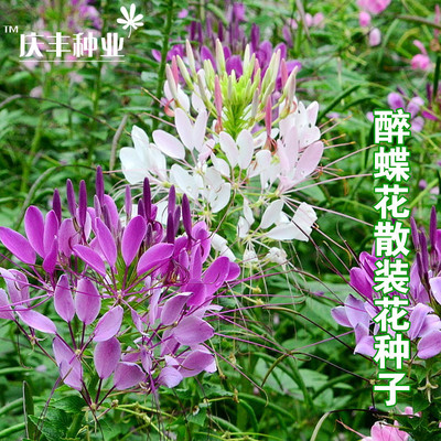 种子庭院阳台盆栽醉蝶花